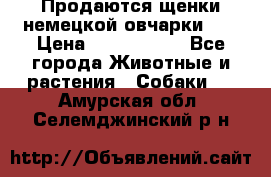 Продаются щенки немецкой овчарки!!! › Цена ­ 6000-8000 - Все города Животные и растения » Собаки   . Амурская обл.,Селемджинский р-н